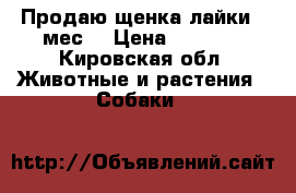 Продаю щенка лайки 2 мес. › Цена ­ 6 000 - Кировская обл. Животные и растения » Собаки   